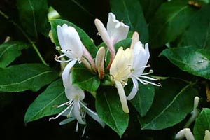 スイカズラ　Lonicera japonica THUNB. （スイカズラ科）花