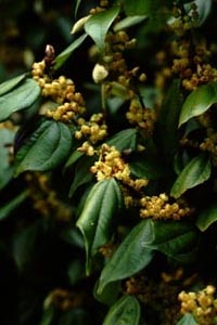 テンダイウヤク　Lindera strychnifolia Villar （クスノキ科）花