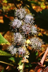 トウゴマ 　Ricinus communis LINN. （トウダイグサ科）花
