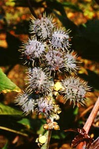 gES} @Ricinus communis LINN. igE_COTȁjʎ