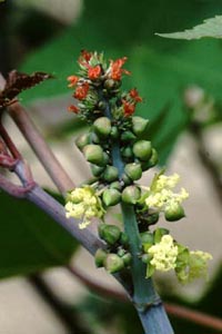 gES} @Ricinus communis LINN. igE_COTȁj