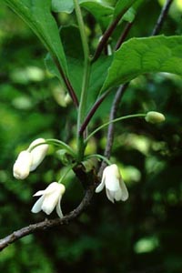 チョウセンゴミシ　Schisandra chinensis BAILLON （マツブサ科）花