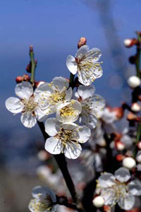 ウメ　Prunus mume SIEB. et ZUCC. （バラ科）花