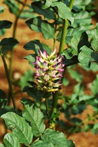 ウラルカンゾウ Glycyrrhiza Uralensis Fisher マメ科 今月の薬草 社団法人日本薬学会