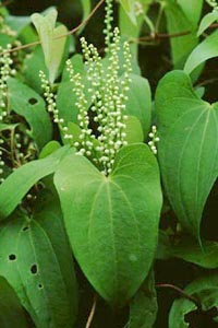 ヤマノイモ　Dioscorea japonica THUNB. （ヤマノイモ科）