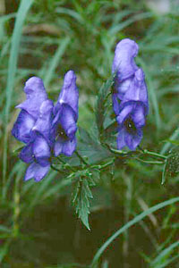 ヤマトリカブト Aconitum Japonicum Thunb Var Montanum Nakai キンポウゲ科 今月の薬草 社団法人日本薬学会