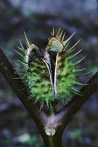 ヨウシュチョウセンアサガオ ナス科 今月の薬草 社団法人日本薬学会