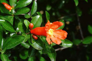 ザクロ　Punica granatum LINNE. （ザクロ科）花