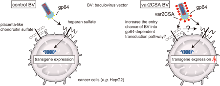 bio-46-3-7.png