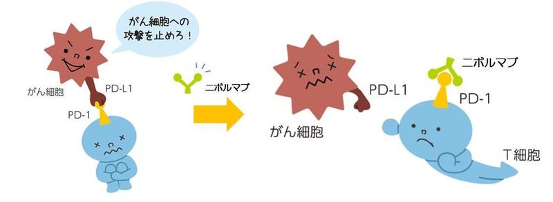 薬学と私_201905差替えイラストニボルマブ作用2.jpgのサムネイル画像