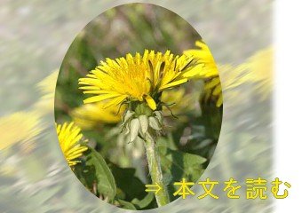 セイヨウタンポポ －生薬の花