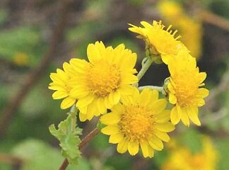 シマカンギク － 生薬の花