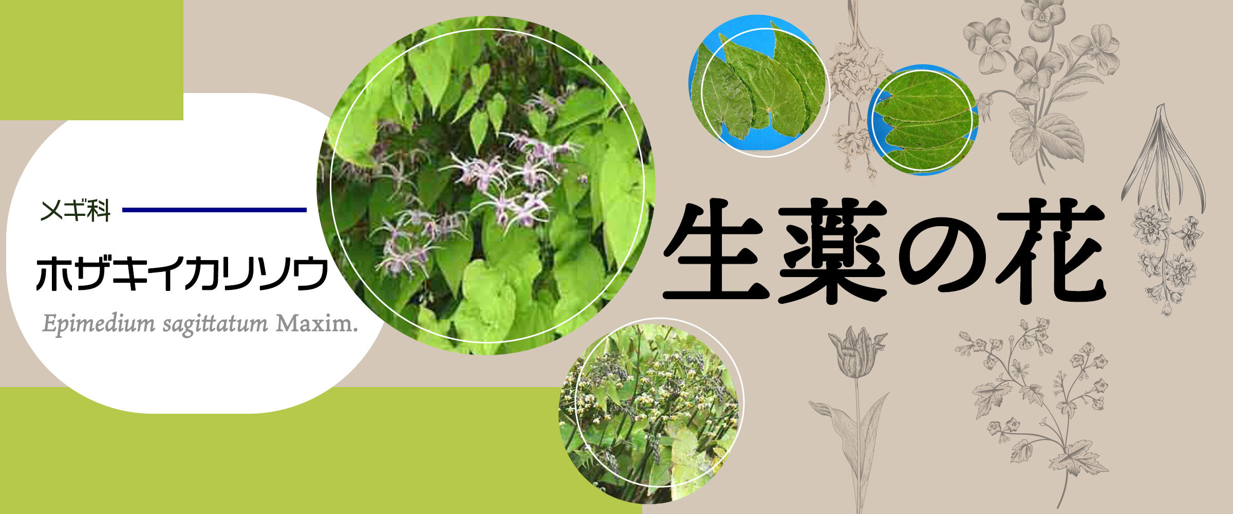 アイキャッチ　生薬の花　ホザキイカリソウ