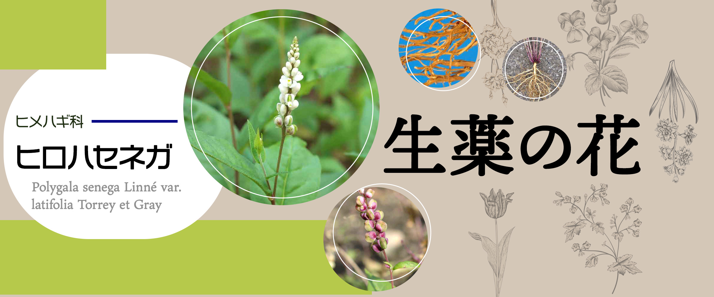 アイキャッチ　生薬の花　ヒロハセネガ