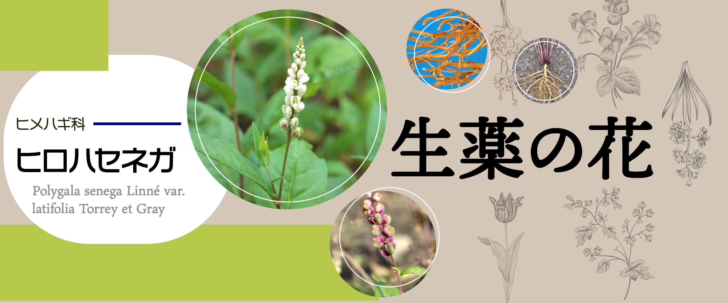 アイキャッチ　生薬の花　ヒロハセネガ0
