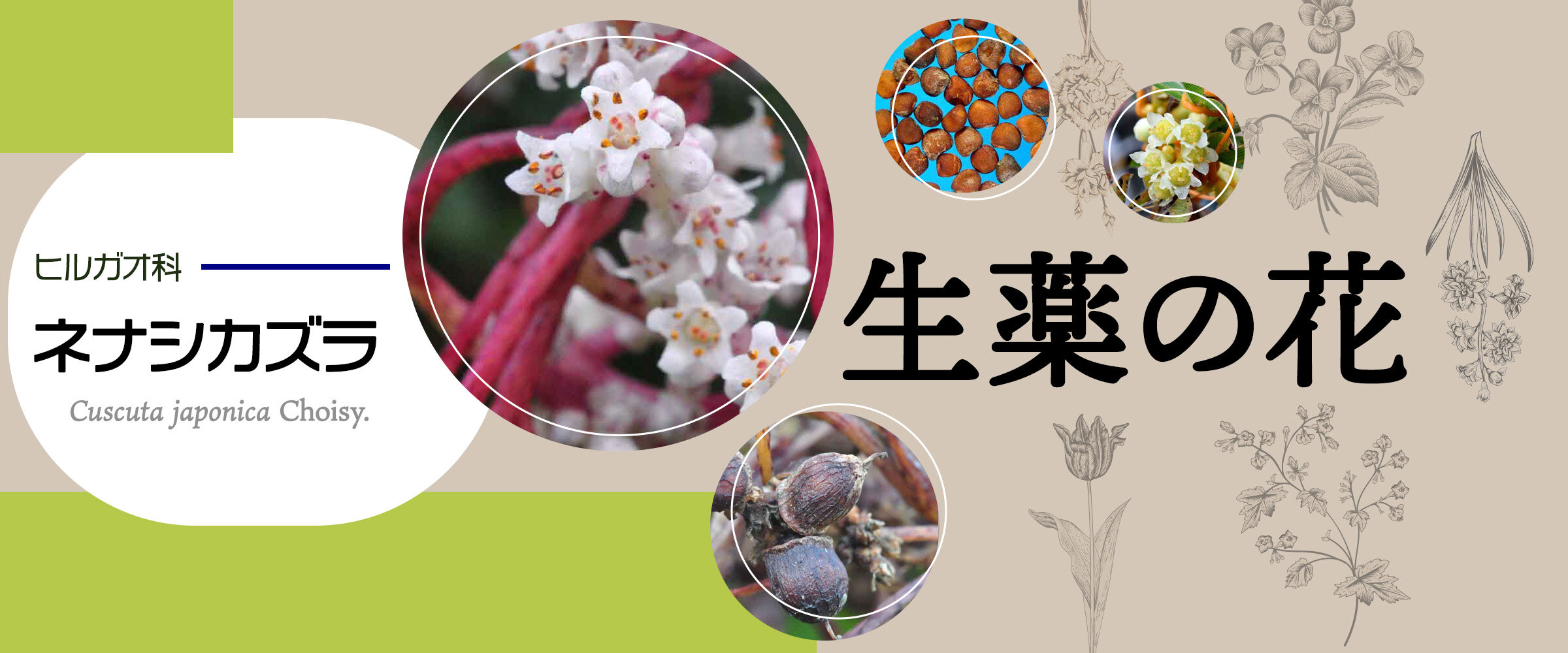 アイキャッチ　生薬の花　ネナシカズラ0