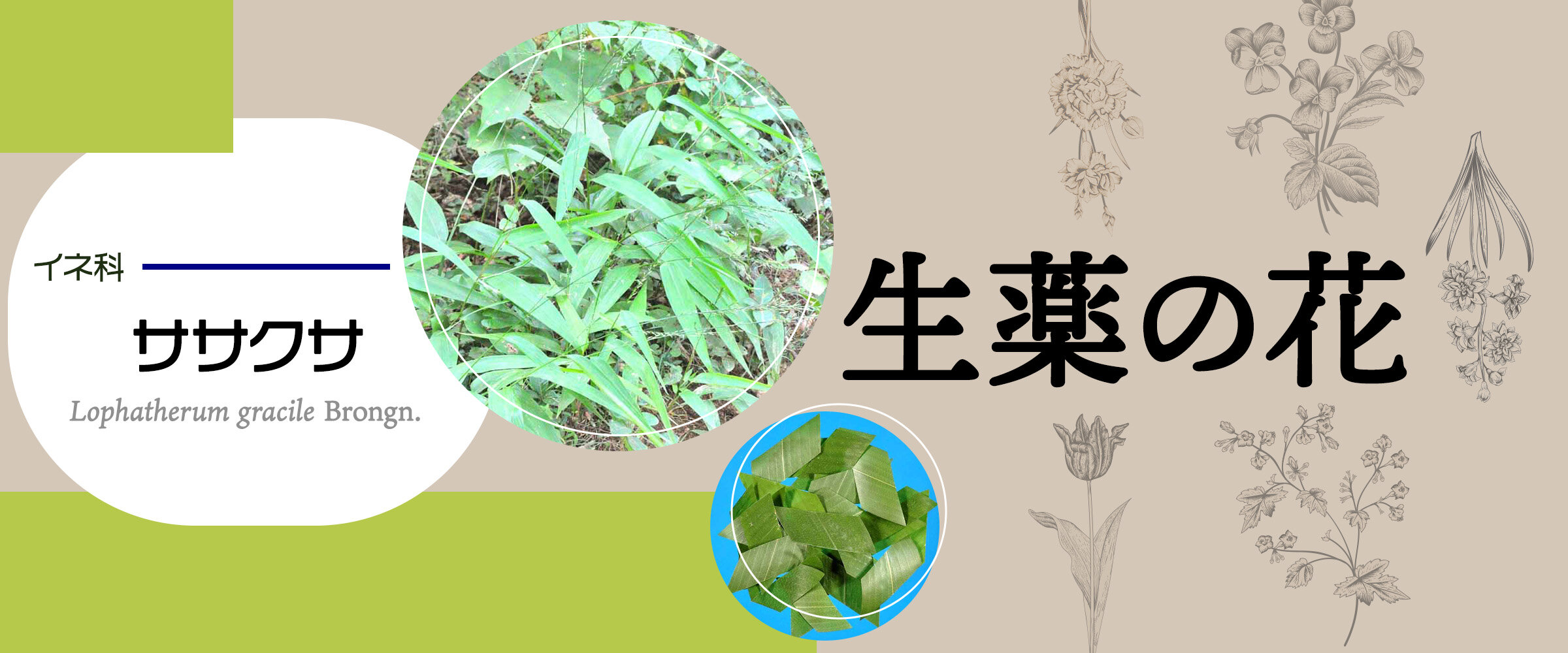 アイキャッチ　生薬の花　ササクサ0