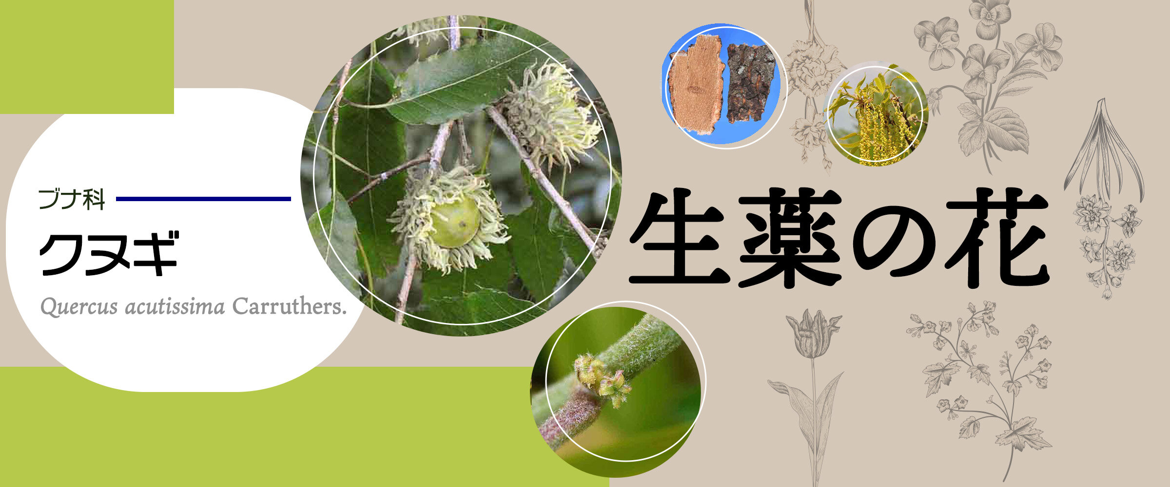 アイキャッチ　生薬の花　クヌギ0
