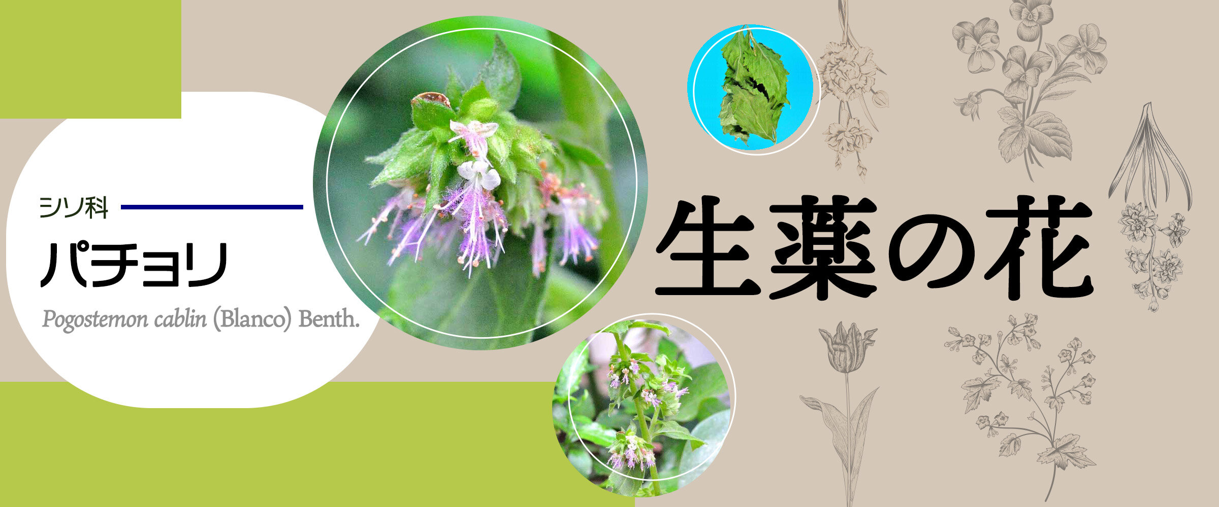 アイキャッチ　生薬の花　パチョリ