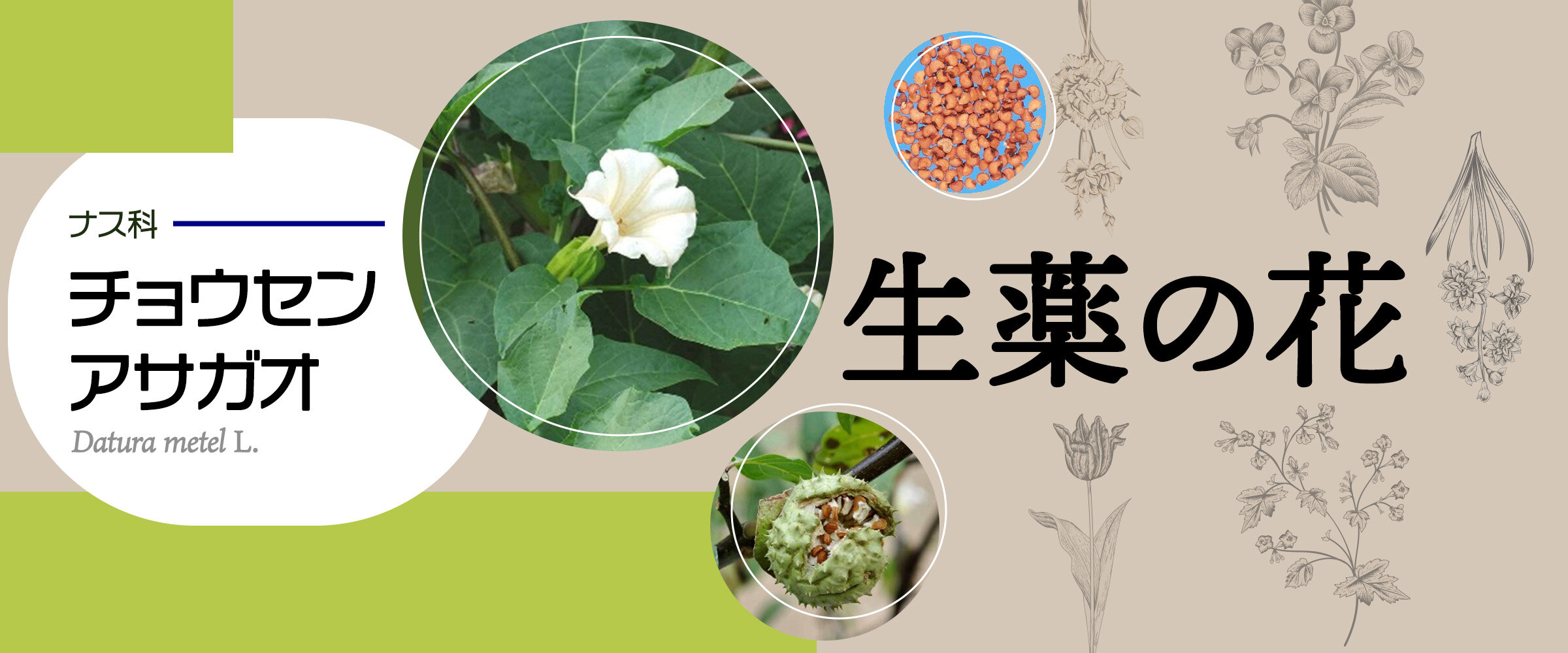 アイキャッチ　生薬の花　チョウセンアサガオ0
