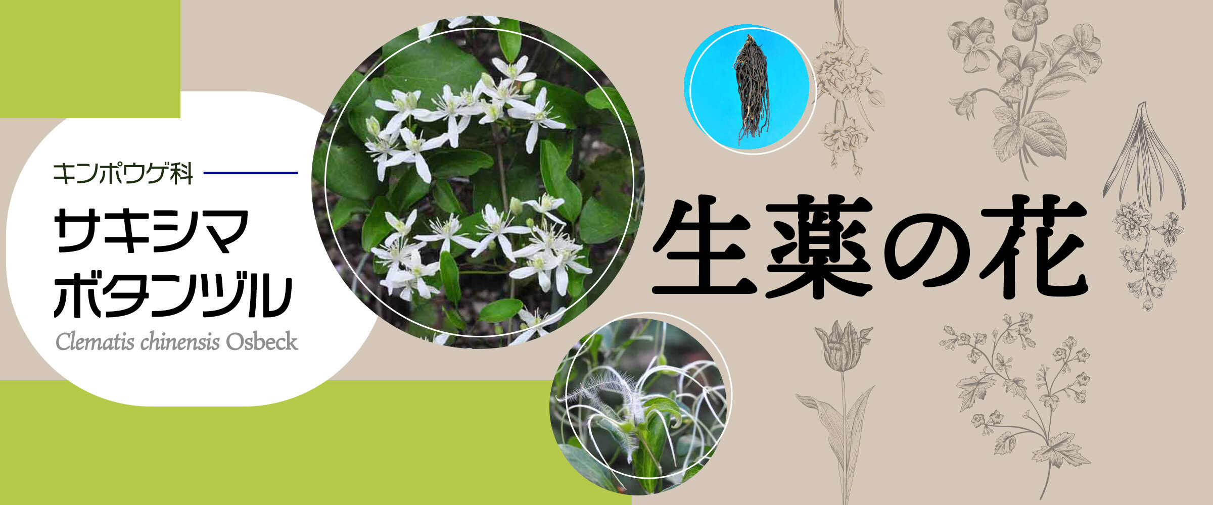 アイキャッチ 生薬の花 サキシマボタンヅル