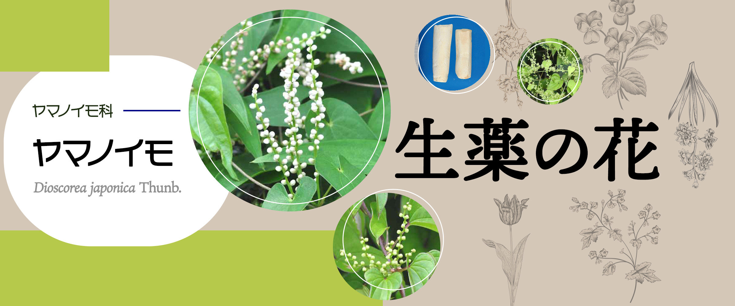 アイキャッチ　生薬の花　サキシマボタンヅル