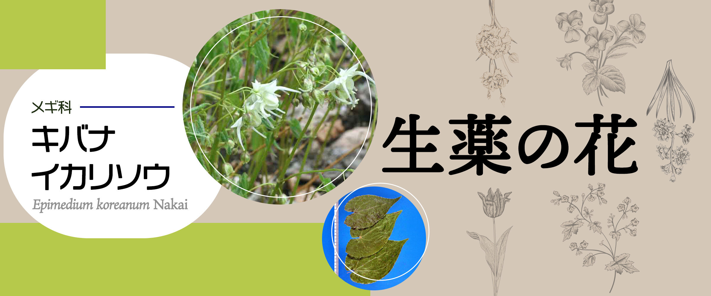 アイキャッチ　生薬の花　キバナイカリソウ