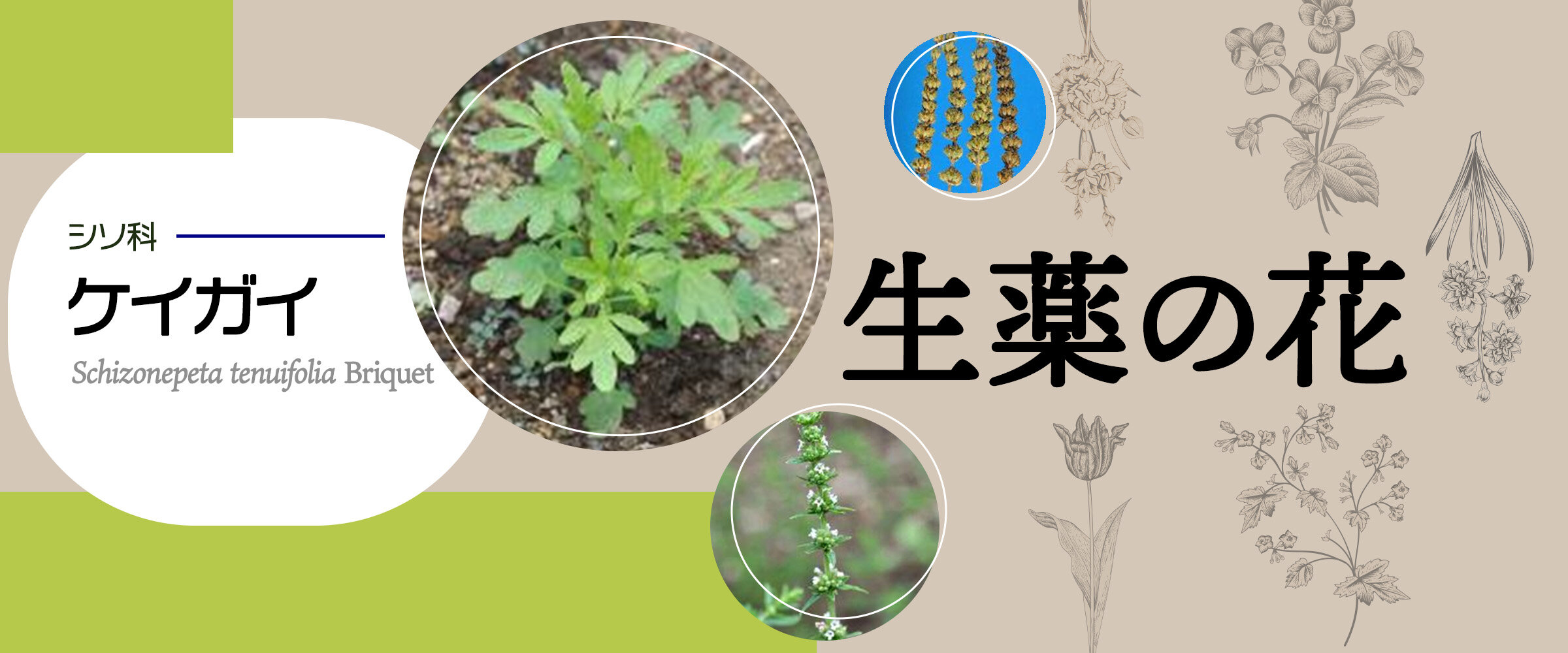 アイキャッチ　生薬の花　ケイガイ