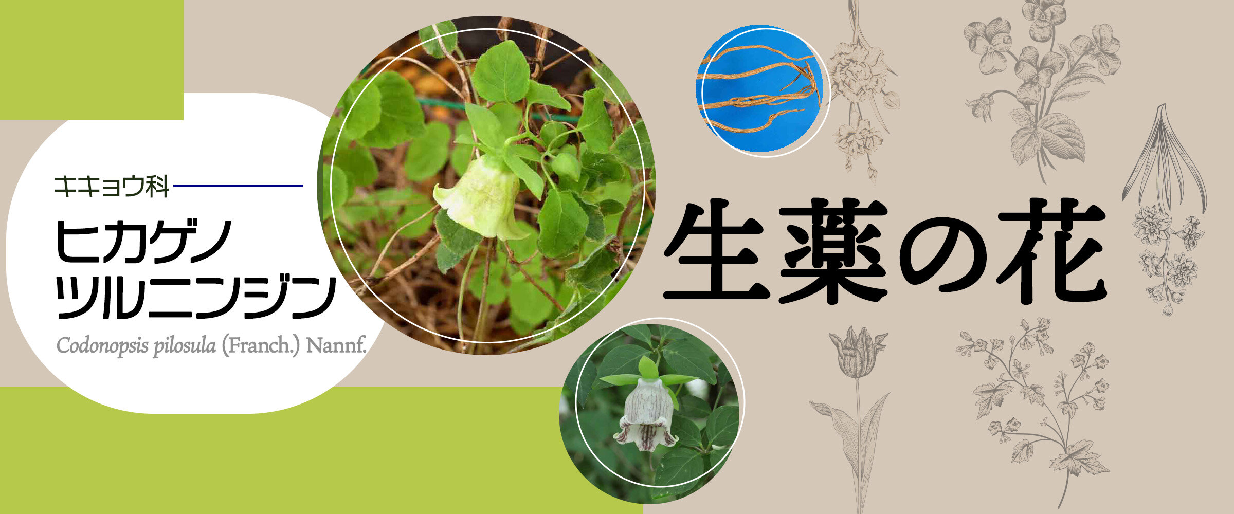 アイキャッチ　生薬の花　ヒカゲノツルニンジン0