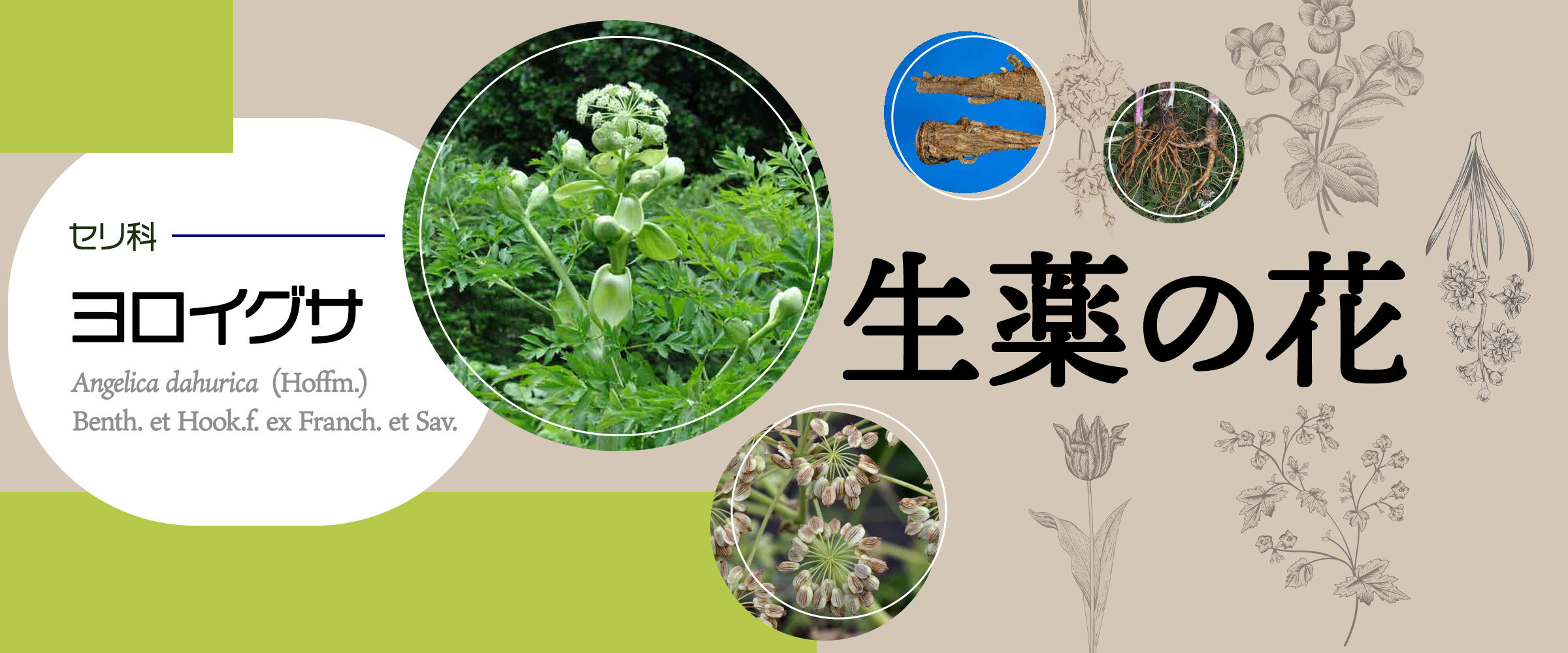 アイキャッチ　生薬の花　ヨロイグサ0