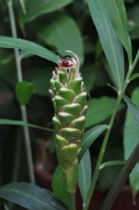 201112_ginger_flower1.jpg