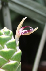 201112_ginger_flower2.jpg