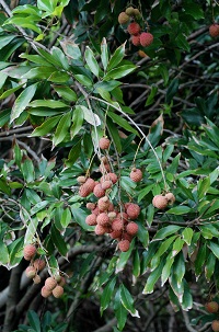 201211_lychee.jpg