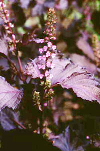 shiso.jpg